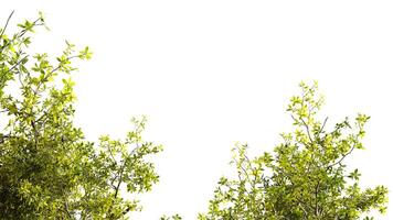 Greenery branches frame on white background photo