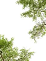 Greenery branches frame on white background photo
