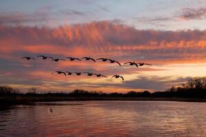 Flock of birds flying over a serene lake at sunset. photo