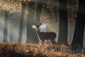 A deer standing in a misty autumn forest with sunbeams filtering through trees. photo