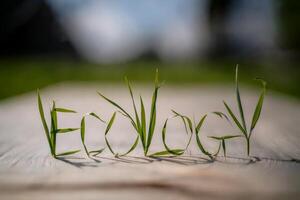 Ecology written with green grass on a wooden surface. photo