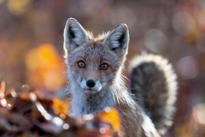 Close-up of a red fox in a forest with autumn leaves in the background. photo