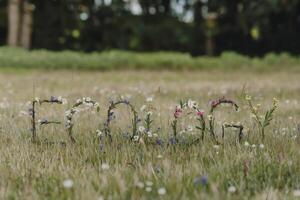Flowers arranged to spell 'Eco' in a lush green meadow. photo