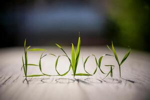 Ecology spelled with green leaves on a wooden surface. photo