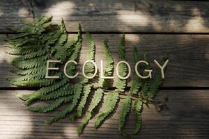 Wooden 'ECOLOGY' text on a green fern leaf against a wooden background. photo