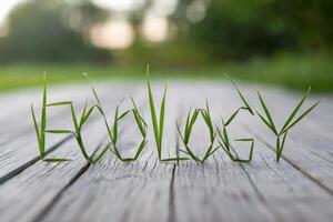 Grass blades spelling 'Ecology' on weathered wooden planks. photo