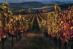 Golden vineyard at sunset with ripe grapes and rolling hills in the background. photo