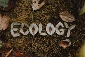 Word 'ECOLOGY' spelled with leaves on mossy forest ground. photo