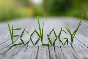 The word 'Ecology' crafted from green grass blades on a wooden surface. photo