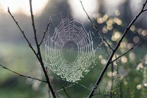 Intricate spider web glistening with morning dew in a natural setting. photo