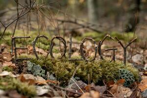 Twigs arranged to spell 'ecology' in a forest floor setting. photo