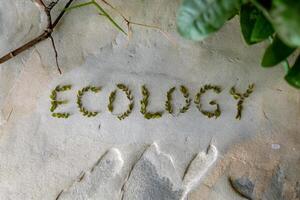 Green leaves spell 'Ecology' on a textured stone surface. photo