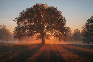 Majestic oak tree illuminated by the sunrise in a serene meadow. photo