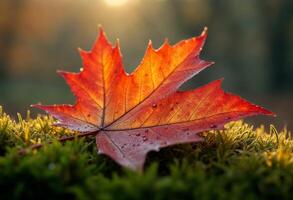 Close-up of a vibrant red maple leaf with dewdrops on moss. photo