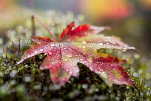 Close-up of a dewy autumn leaf with vibrant colors on wet grass. photo