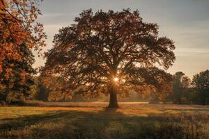 Golden sunrise through a majestic tree in a serene autumn landscape. photo