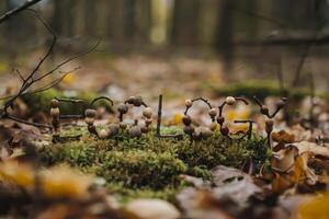 Acorns and twigs form 'Happy' in a forest setting, surrounded by fallen leaves. photo