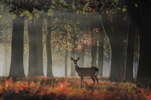 Deer in a misty forest with sunlight filtering through autumn foliage. photo