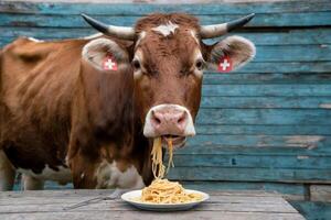 Brown cow standing and eating spaghetti from a plate on a wooden surface. photo