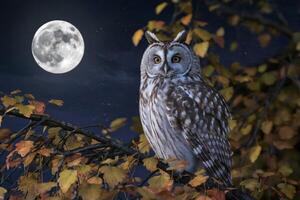 Majestic owl perched on a branch under a full moon during a starry night. photo