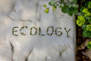 The word 'Ecology' written with green leaves on a stone surface photo