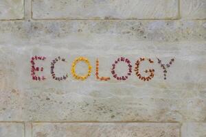 Colorful flowers spelling 'ECOLOGY' on a textured stone background. photo