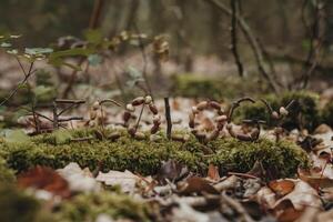 Ecology concept spelled out with natural materials in a forest setting. photo