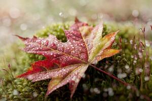 Close-up of a colorful autumn leaf with dew drops on moss. photo