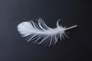 Delicate white feather on a dark background photo
