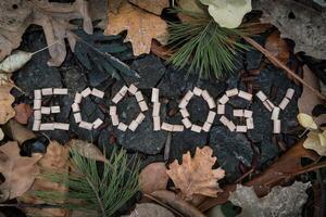 The word 'Ecology' arranged with twigs surrounded by leaves and pine needles. photo