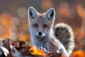 Close-up portrait of a curious red fox in autumn foliage. photo