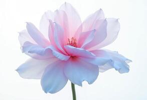 Delicate pink and white flower in full bloom against a soft white background. photo