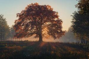 Majestic oak tree bathed in golden sunlight during a serene autumn morning. photo