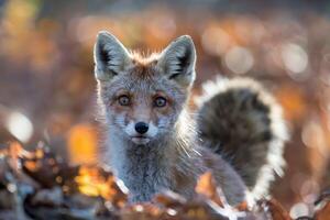 Red fox in autumn leaves with warm sunlight creating a serene atmosphere. photo