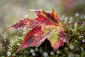 Close-up of a dewy autumn leaf resting on mossy ground, glistening in the light. photo