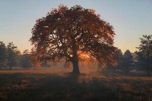 Majestic oak tree in a field at sunset with warm golden light photo