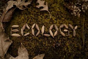 The word 'ecology' spelled with natural leaves on a forest floor. photo