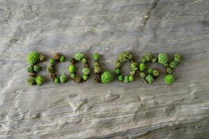 The word 'ecology' spelled out in green moss on a rocky surface. photo