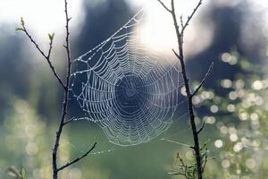 Dew-covered spider web glistening between two branches at dawn. photo