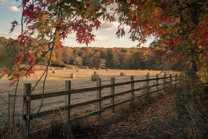 Golden hay bales in a sunlit field framed by vibrant autumn leaves. photo