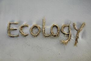 Word 'Ecology' crafted from dried grass on a sandy beach background. photo