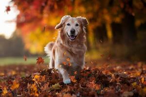 Golden Retriever joyfully playing in autumn leaves in a vibrant forest. photo