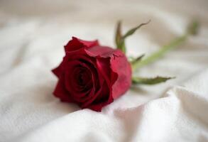 Single red rose on soft white fabric evoking love and romance. photo