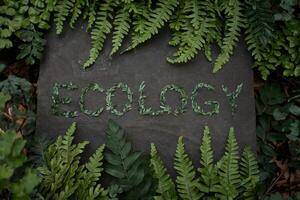 Ecology written with leaf letters, surrounded by lush green ferns. photo