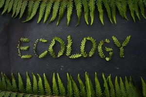 Green ferns spelling 'Ecology' on a dark slate background. photo