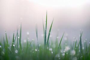 Close-up of fresh grass with morning dew and a soft, blurred background. photo