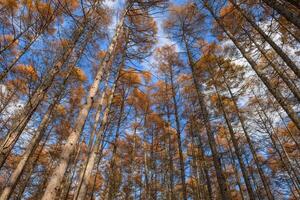 Witness the calming effect of dawn in a pine wilderness through a horizontal photo, where the silhouette of trees creates a tranquil atmosphere in the morning light. photo