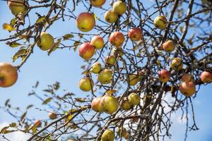 Branch with ripe apples, apple tree in orchard, fresh fruit, sunny day, nature background, agricultural concept photo