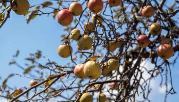 Ripe apples hanging on tree branches, vibrant in colors, against a blue sky with sparse clouds, nature concept photo
