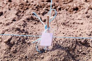 Gardening, wooden stick with blue string and empty tag in soil, groundwork, planting marking concept photo